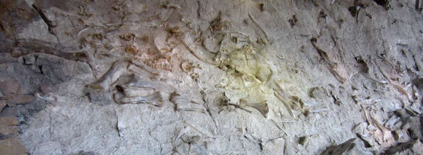 A wall of rock and dinosaur bones in the Dinosaur Quarry at Dinosaur National Monument