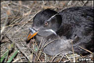 A Rhinoceros auklet at Flattery Rocks National Wildlife Refuge